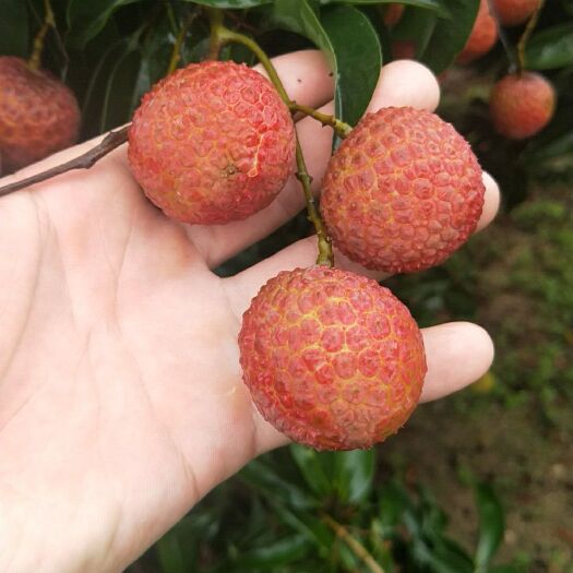 阳西县 代收荔枝，价格便宜，品质好，果子大