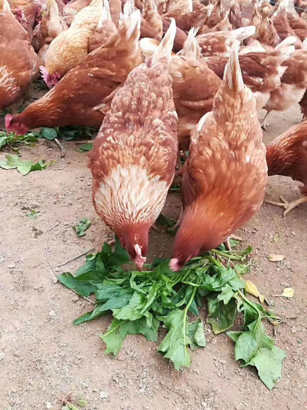 海兰褐蛋鸡饲养标准图片
