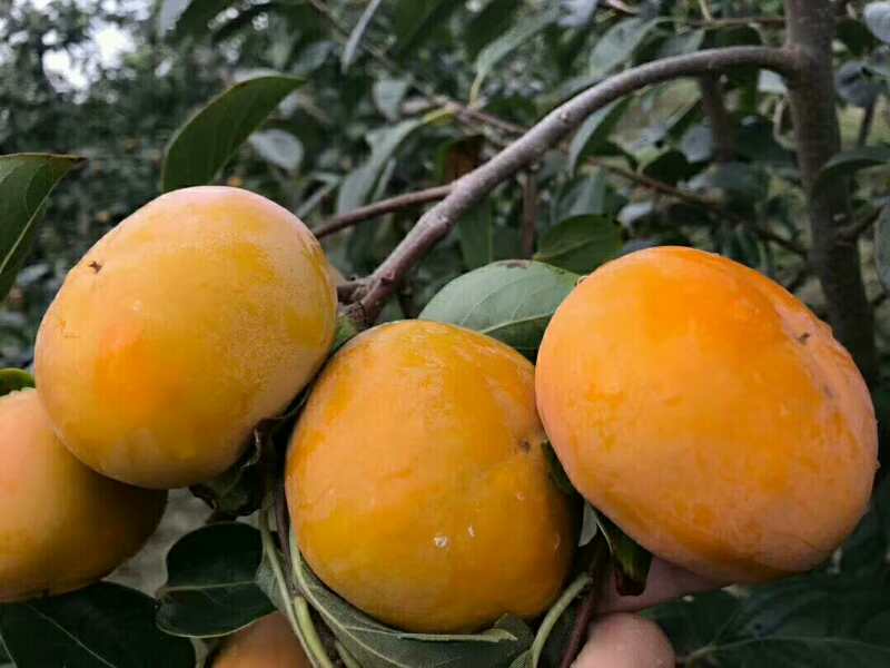 布鲁克斯樱桃树苗 中国农科院郑州果树所种苗中心大樱桃葡萄桃苹果梨田柿果桑猕猴