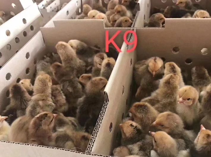  K9鸡苗，脱温鸡苗.K901.882鸡苗