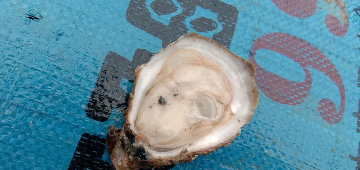  广西北海北部湾生蚝