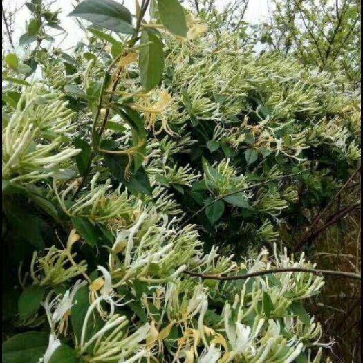 凤凰县 野 生金银花