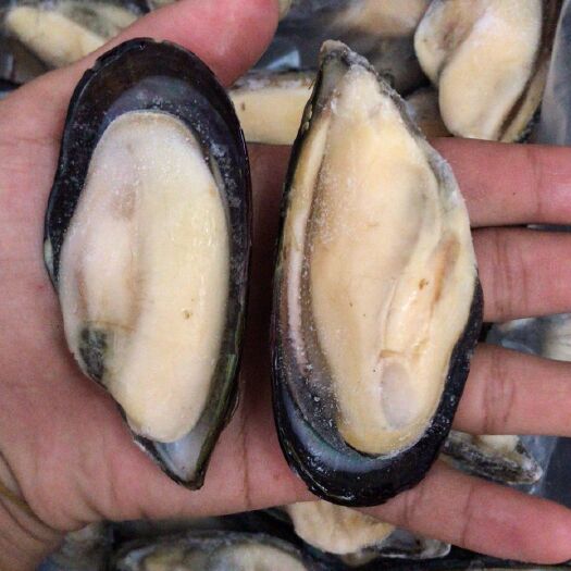 藍(lán)口貝  黑口貝，海虹