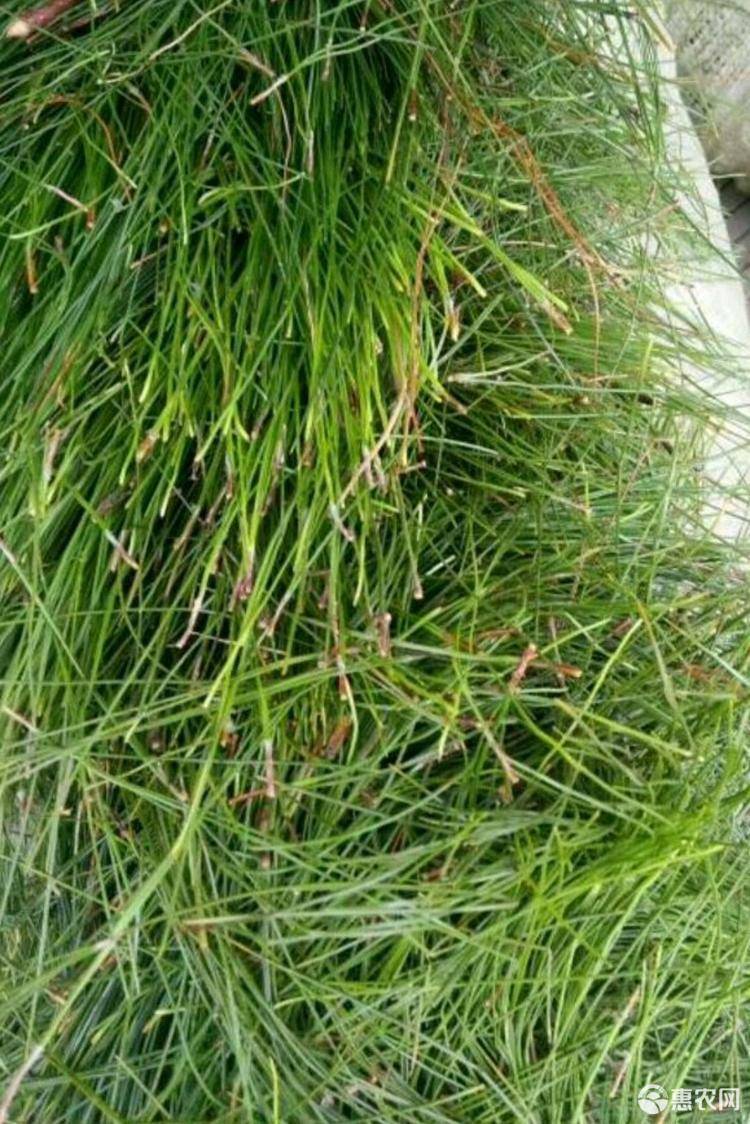  大量新鲜松针供应