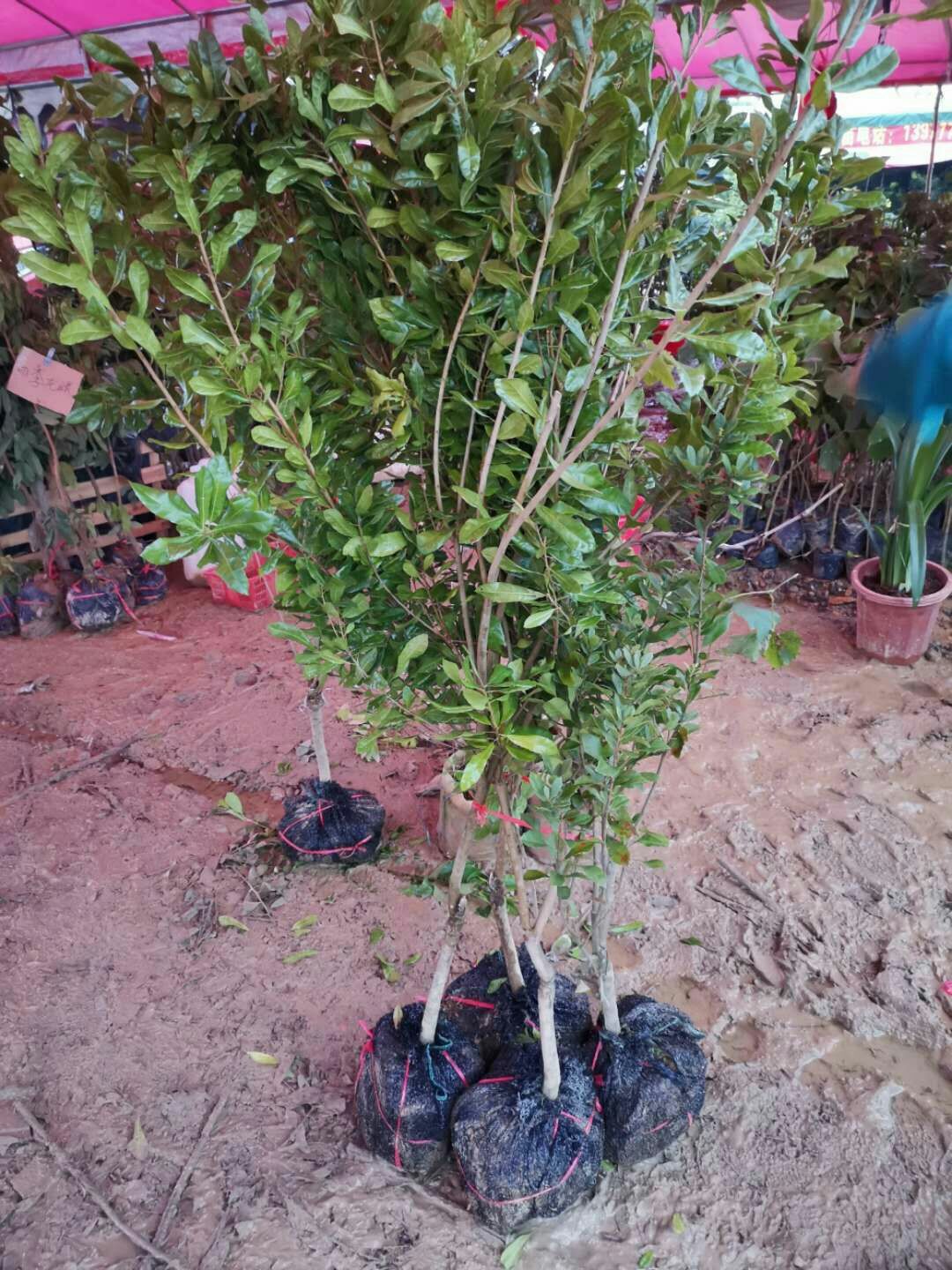 东魁杨梅树苗 正宗东魁杨梅苗，带营养杯发货