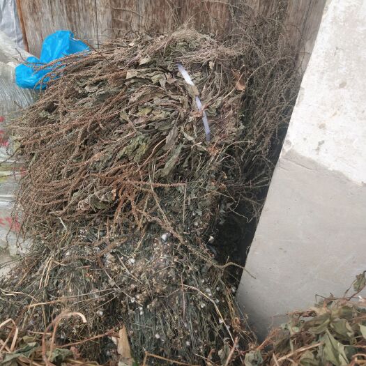 荔浦市车前草干货10元一斤10斤包邮