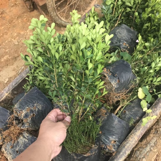 桂林瓜子黄杨木 瓜子黄杨杯苗，瓜子黄杨球，价格面议精准