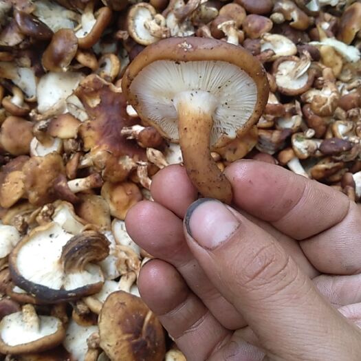 德昌县 凉山蘑菇