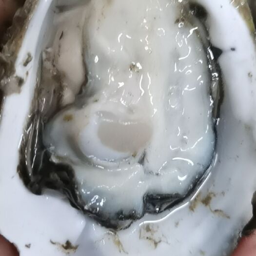 佛山湛江牡蛎 价格实惠。