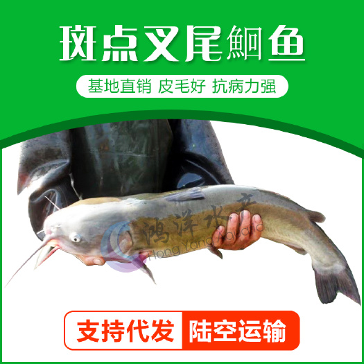 广州叉尾鱼苗斑点叉尾鮰鱼苗淡水养殖活体鱼苗批发