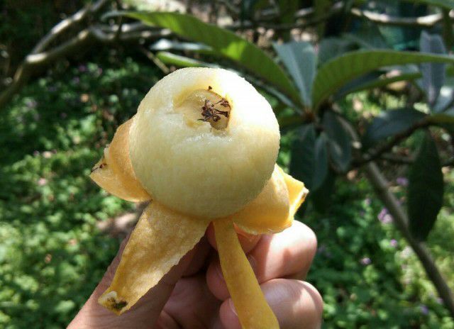 遵义白沙枇杷 天然山地白沙批芭地址汇川区团泽镇刘家寨后山