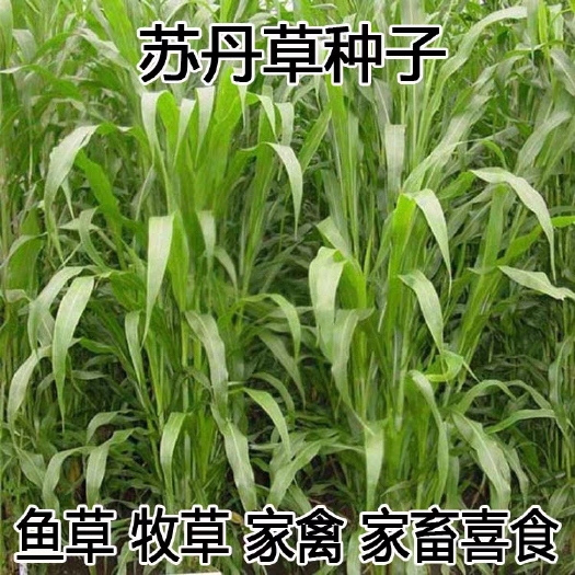苏丹草种子