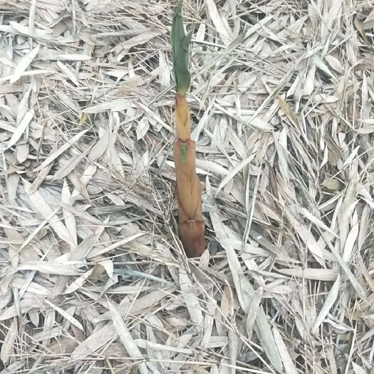 夹江县 卖苦笋