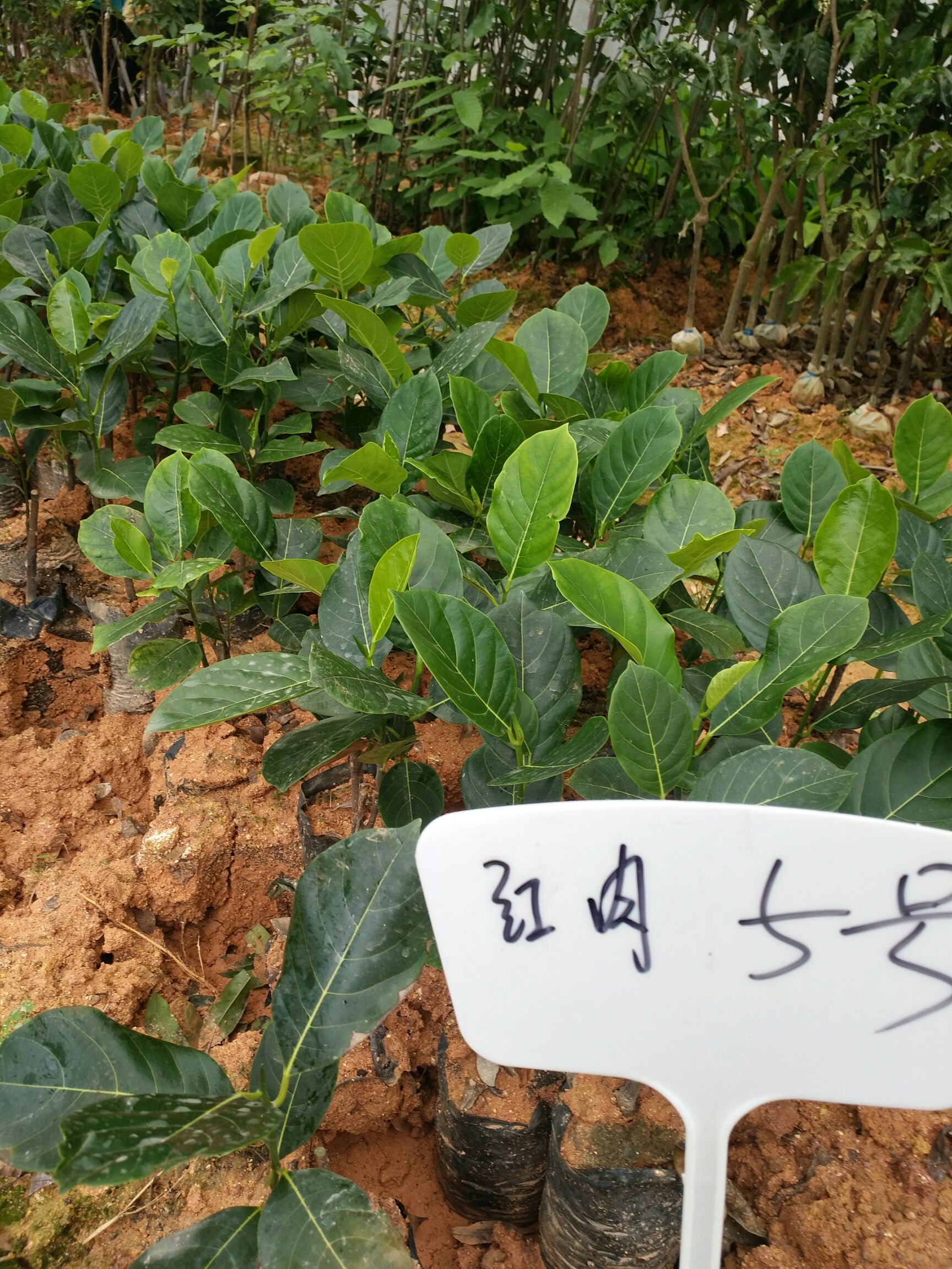 红肉菠萝蜜苗 正宗泰国红肉菠萝蜜，带杯发货