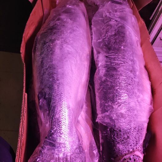 挪威三文鱼 冷链发货