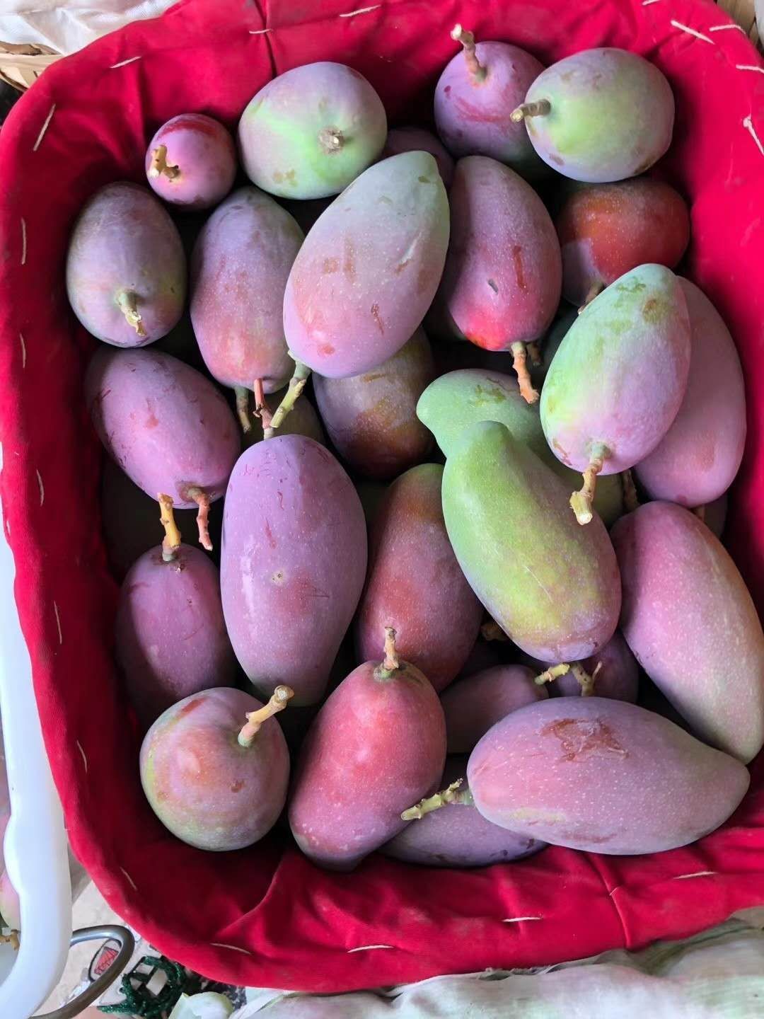  攀枝花贵妃芒果，