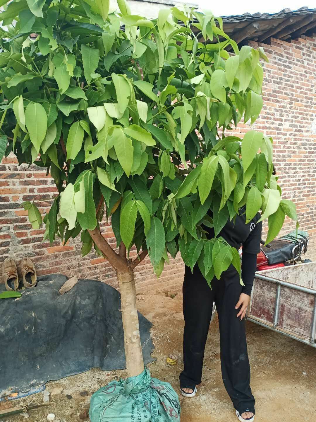 黑金刚莲雾苗 莲雾果苗莲雾嫁接树苗黑金刚大叶红带泥发货盆栽地载庭院种植