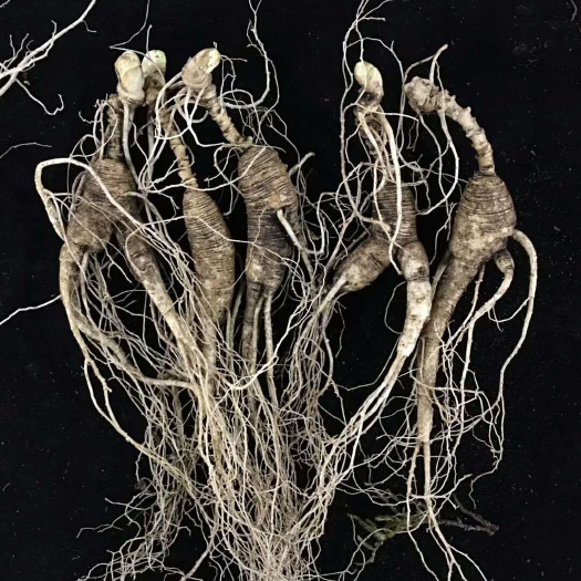 长白山鲜林下参，籽货年头足，参形有灵气，药用价值极 高