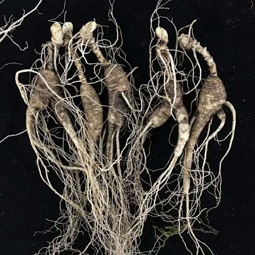 抚松县长白山鲜林下参，籽货年头足，参形有灵气，药用价值极 高