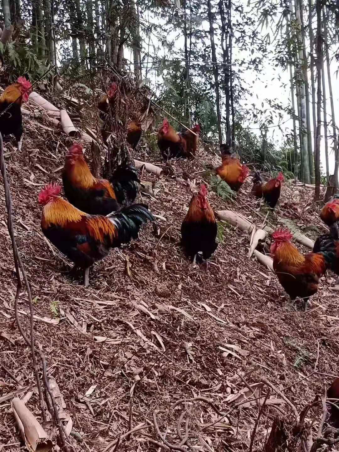 血毛土鸡苗 血毛土鸡出壳苗德阳孵化厂