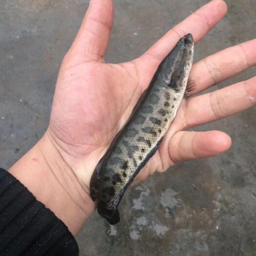 南充乌鳢苗  乌鱼苗，黑鱼苗，大量出售，基地直拱，提供技术，包送货上门