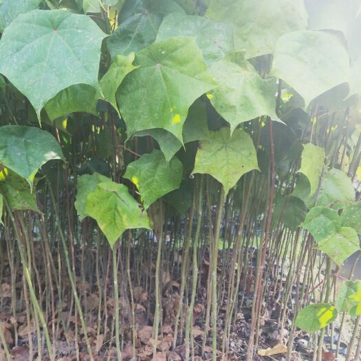 广州 壳菜果，壳菜果苗