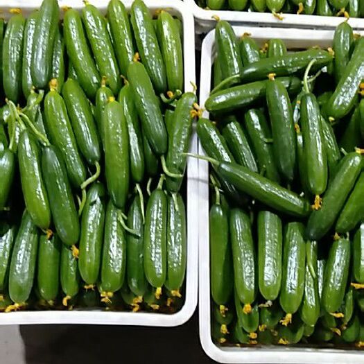 寿光市荷兰小黄瓜 15~25cm