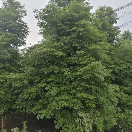 都江堰市小叶桢楠 产地直销精品楠木
