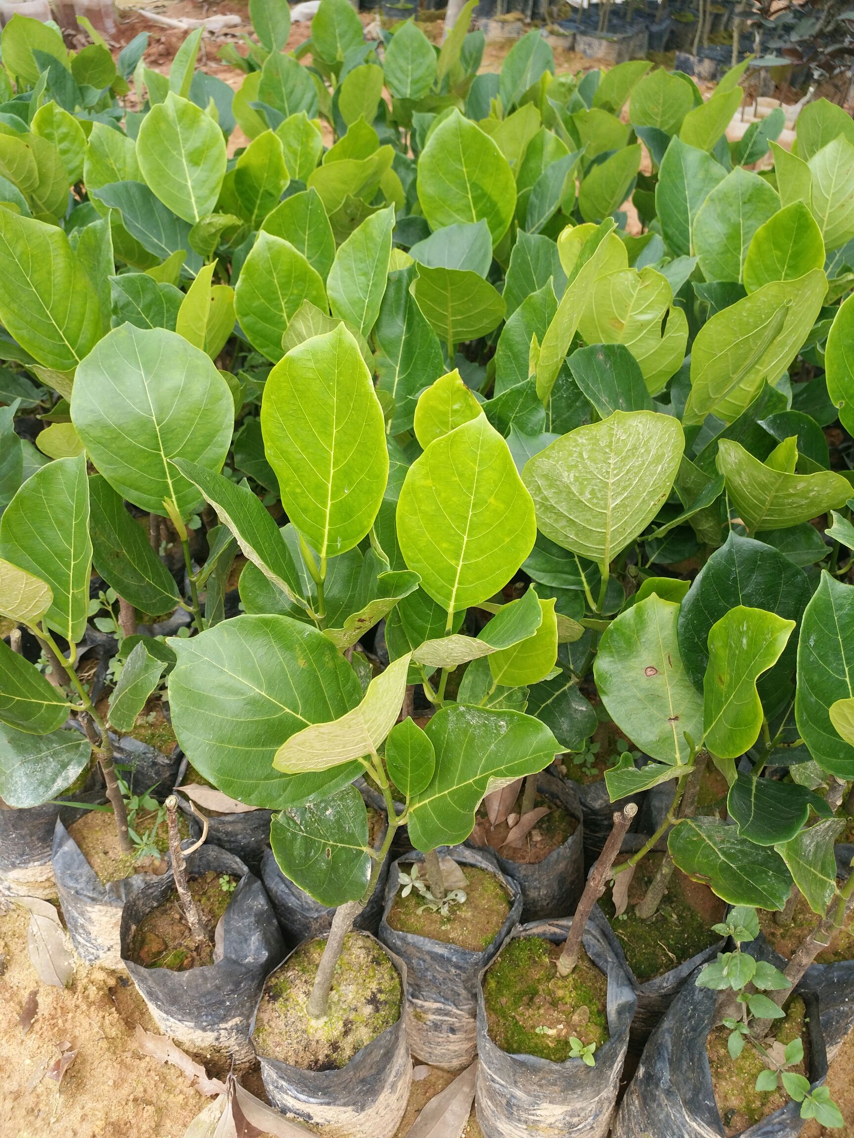 马来西亚一号菠萝蜜苗 马来西亚一号，带杯发货