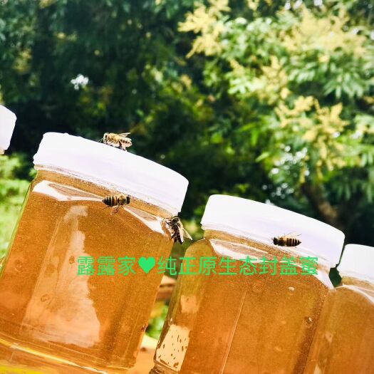 泸州龙眼蜜 未经过加工的纯正封盖蜜(假一赔十)