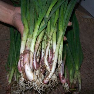 海东红根蒜苗50-60cm