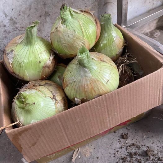 永城市 洋葱紫皮黄皮洋葱 自家种植 有需要的老板可以联系