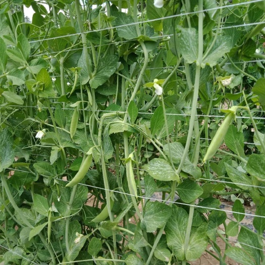 涿鹿县 荷兰豆，甜豆三天后大量上市
