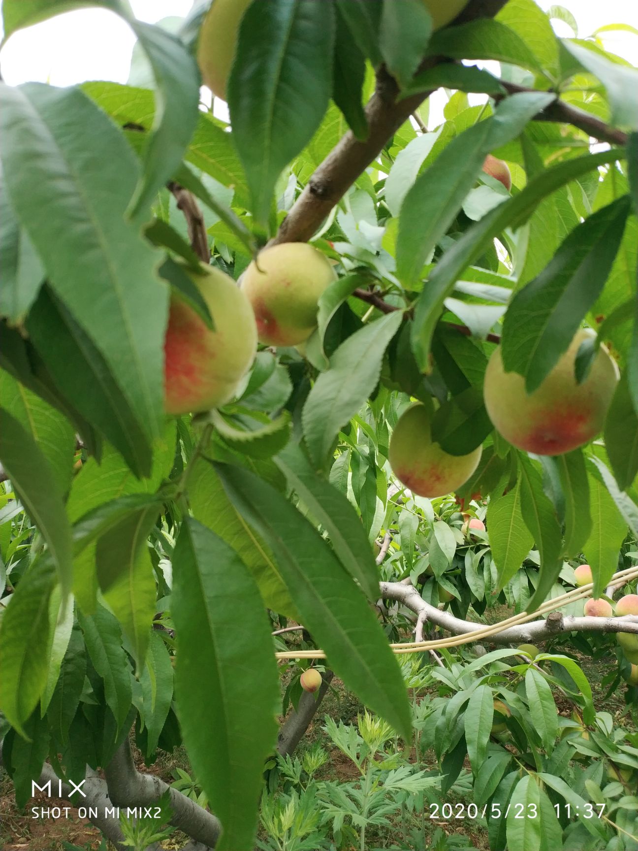 甜桃王 宁阳甜桃