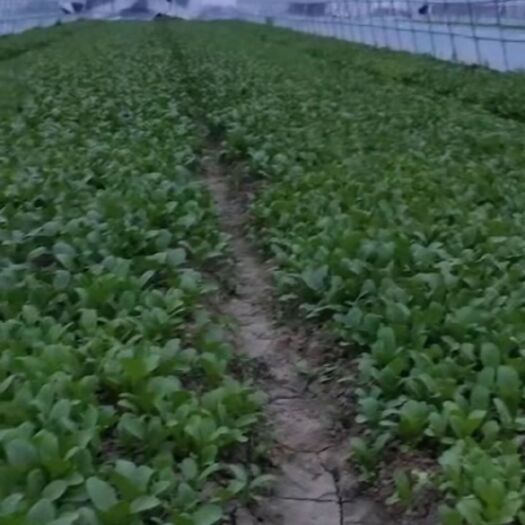 上海小青菜 各种青菜卖价格便宜实恵一起发财。
