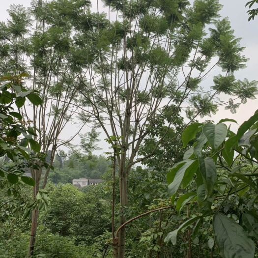 都江堰市 产地直销精品蓝花楹