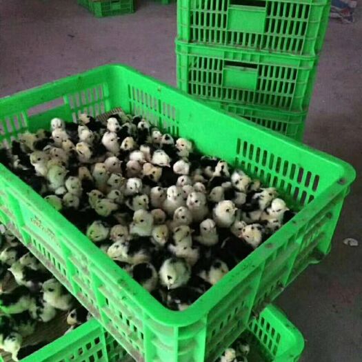 东至县贵妃鸡苗 包打好疫苗发货，苗大嫩口好养，途中死亡包退款，可技术指导。