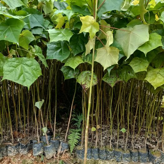 广州 壳菜果杯苗，基地直供批发壳菜果苗，批发价格壳菜果