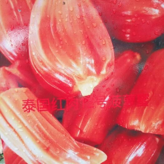 红肉菠萝蜜苗 正宗泰国红肉菠萝蜜，带杯发货