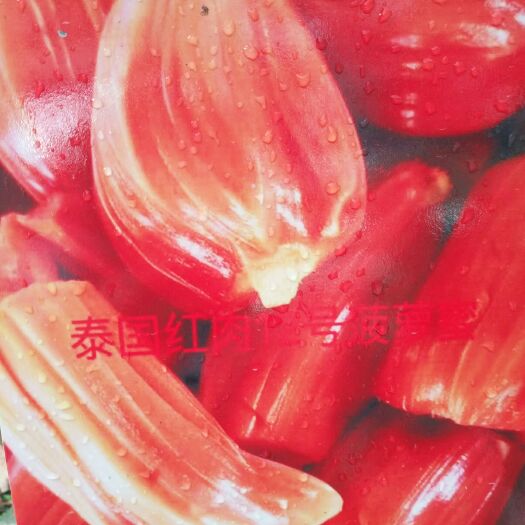 灵山县红肉菠萝蜜苗 泰国红肉菠萝蜜，带杯发货