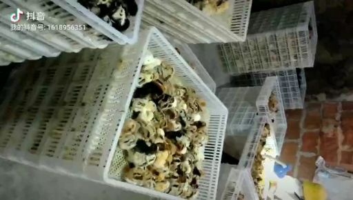 东至县三黄鸡苗 出壳打好疫苗发货，苗大嫩口好养，包教技术，可代养脱温