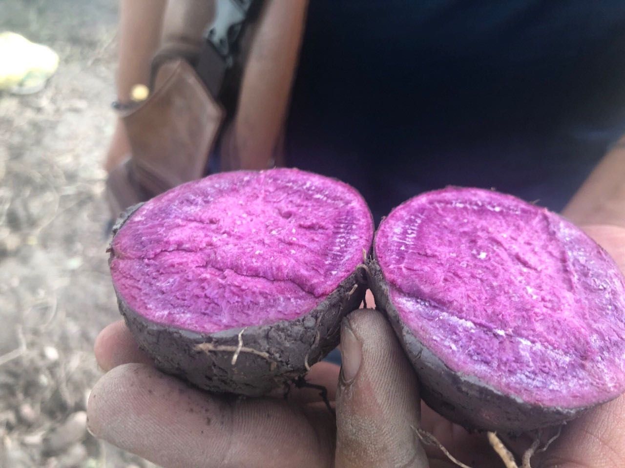 凭祥市珍珠紫薯  天然绿色无污染越南紫薯