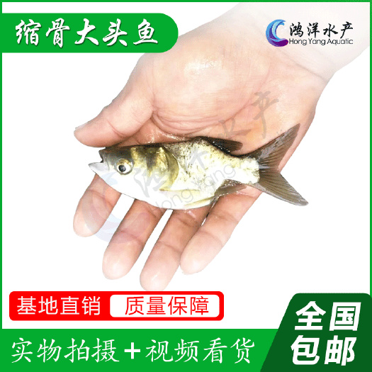 广州缩骨大头鱼苗 缩骨鱼 仙骨大头 苗场发货 新苗现售