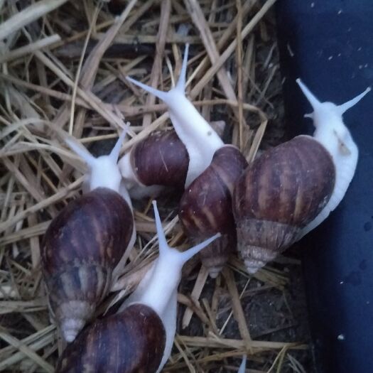 颍上县 蜗牛种和商品蜗牛有货