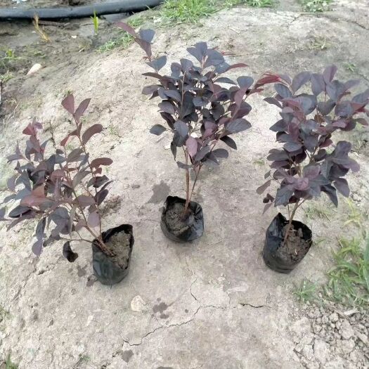 都江堰市 苗圃直供16杯红花继木，专业团队打造，质量好，价格优