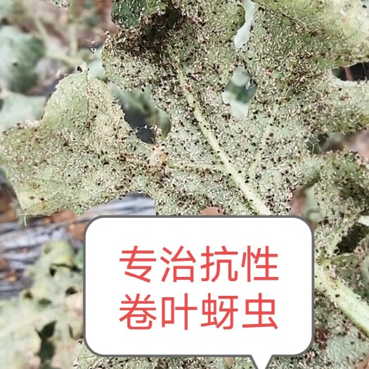 兰陵县杀虫剂 专治卷叶蚜虫药西瓜桃树甜瓜棉花花椒树大棚蔬菜