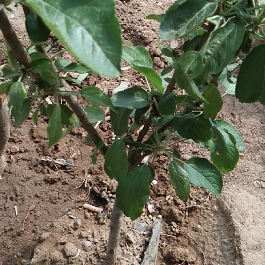 平邑县红肉苹果树苗 0.5~1米