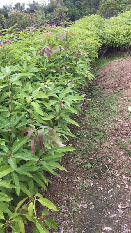 芒果直生苗（实生苗） 供应芒果种子(广东茂名本地土芒)