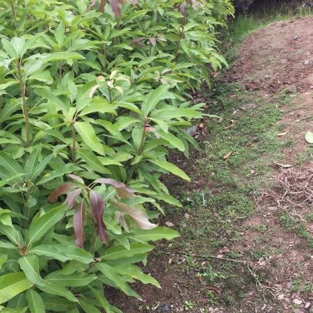 芒果直生苗（实生苗） 供应芒果种子(广东茂名本地土芒)