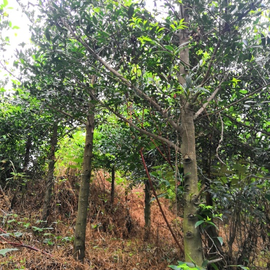 阳江 竹柏树6~I2公分高2米~3米，每棵500~800元不含运输
